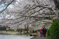 ｢千波湖の桜｣満開